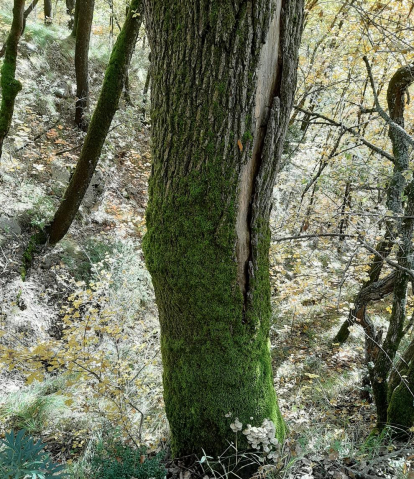 A peu de arbre, bosc de Senterada