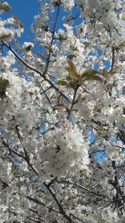 Arbres florits, camps verds i bon temps...ja és aquí la primavera!