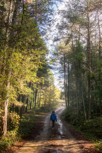 Un passeig pels boscos de Lladurs