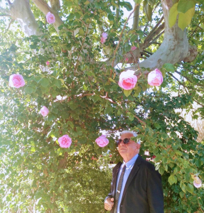 Arbres florits, camps verds i bon temps...ja és aquí la primavera!