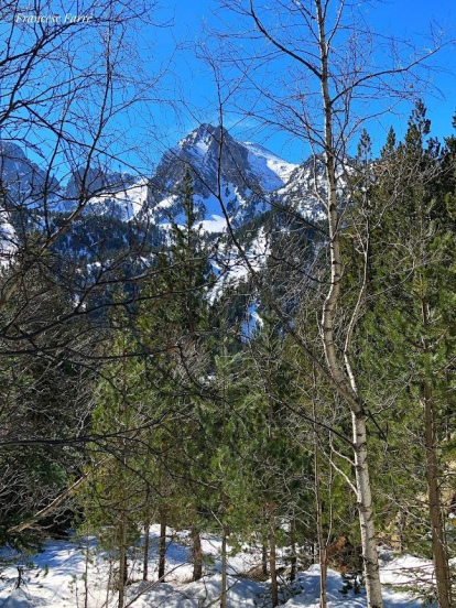 Arbres florits, camps verds i bon temps...ja és aquí la primavera!