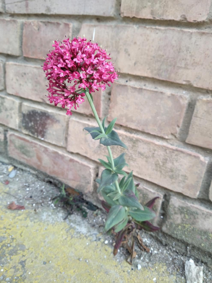 La primavera se abre camino en el asfalto