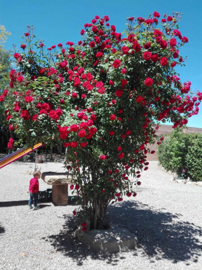 Arbres florits, camps verds i bon temps...ja és aquí la primavera!