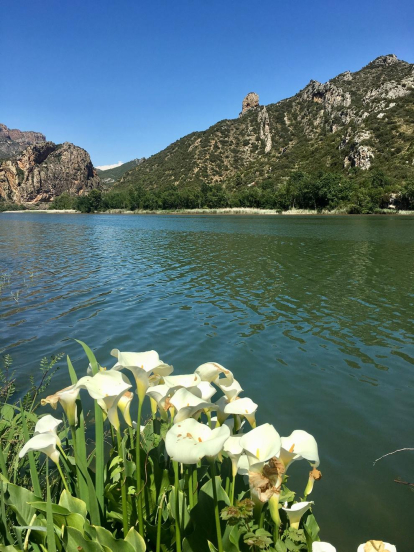 Arbres florits, camps verds i bon temps...ja és aquí la primavera!