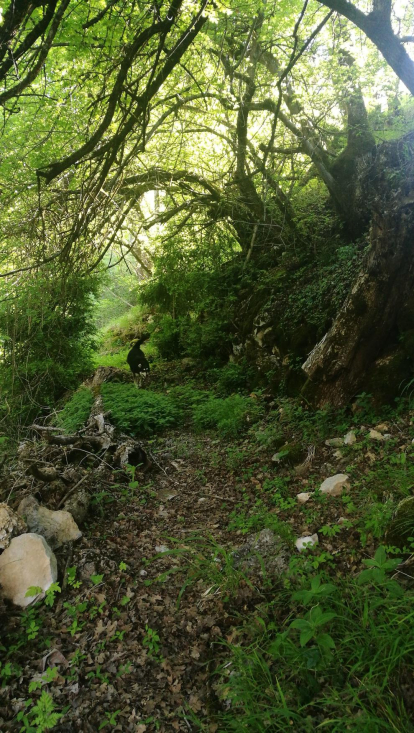 Arbres florits, camps verds i bon temps...ja és aquí la primavera!