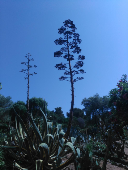 Al jardí Pinya de Rosa, les branques de la flor de l'agave es retallen en el cel blau d'un clar dia d'estiu