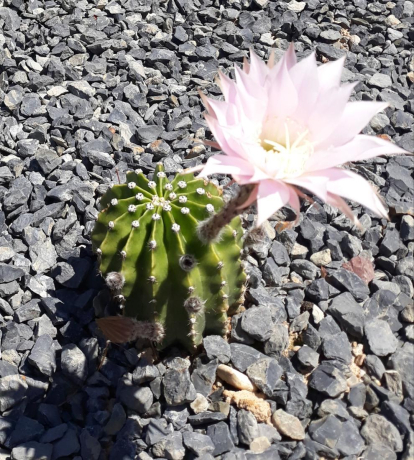 Els cactus també floreixen!!!!