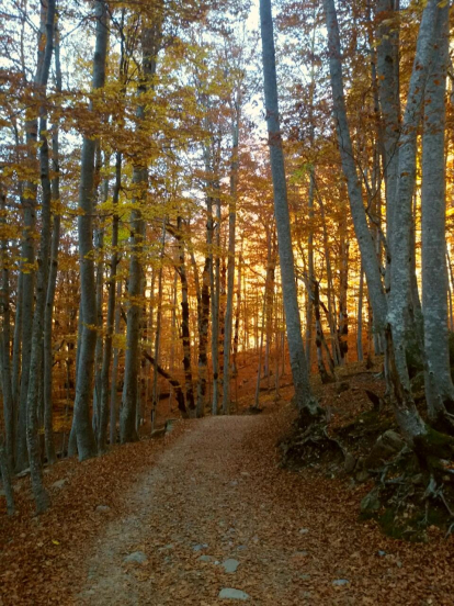 Colors de tardor