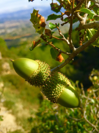 Les fulles cauen, arriba la boira i comença a fer fred.