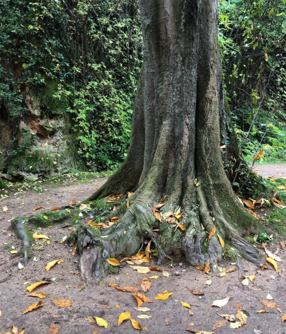 Tardor al Monasterio de Piedra