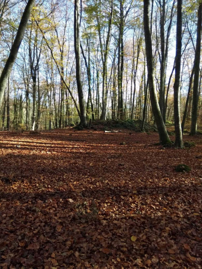 La fageda d'en Jordà