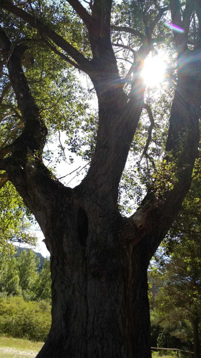 Un gran arbre per un gran dia!!