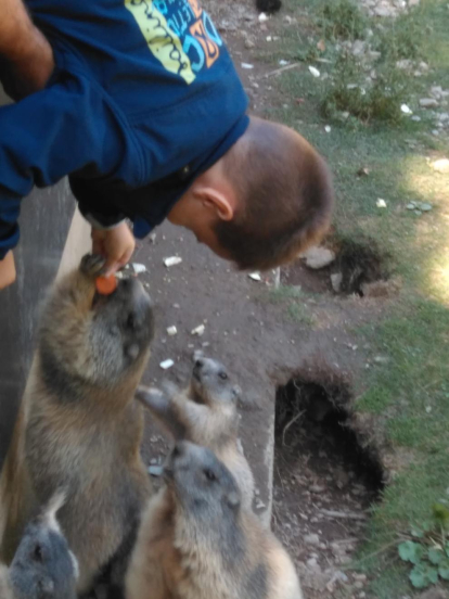 El Guillem dona de menjsr les Marmotes