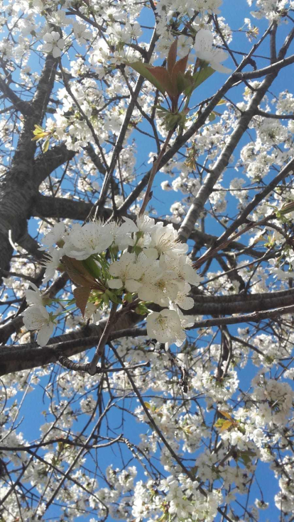 ¡Árboles en flor, campos verdes y buen tiempo...ya está aquí la primavera!