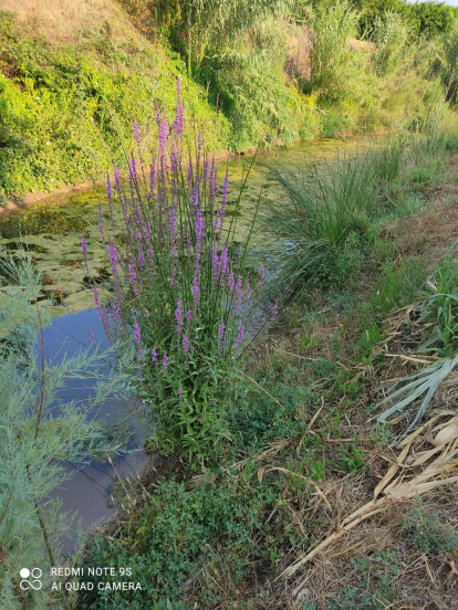 Refugi de flora a la riba del riu Set, a Montoliu de Lleida