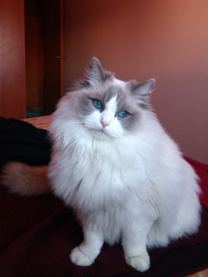 Aquest és el Lucky, un gat molt tranquilet, amb els ulls blaus més bonics del món. Sóc el Lluis Bueno Matos i visc a C/Manuel de Montsuar 8 1ºB 2005. Tel. 630205972.