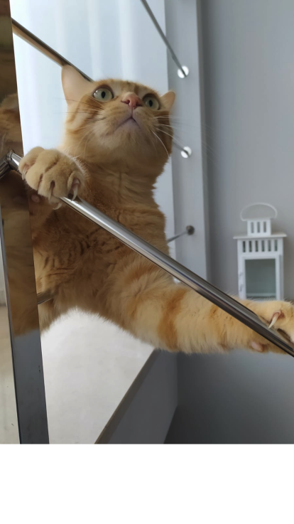 Garfield, es un gat taronjeta i molt atleta. Li agrada molt sortir a la terrassa i és molt curiós i sociable a totes les persones.