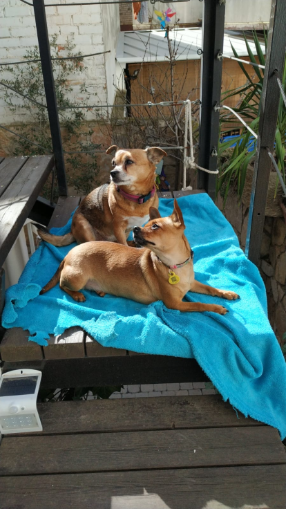 Xivi & Lila Avui es el primer dia que han trobat el sol a les escales del jardí! Ja comença la felicitat del migdia prenent el sol! Els encanta!!