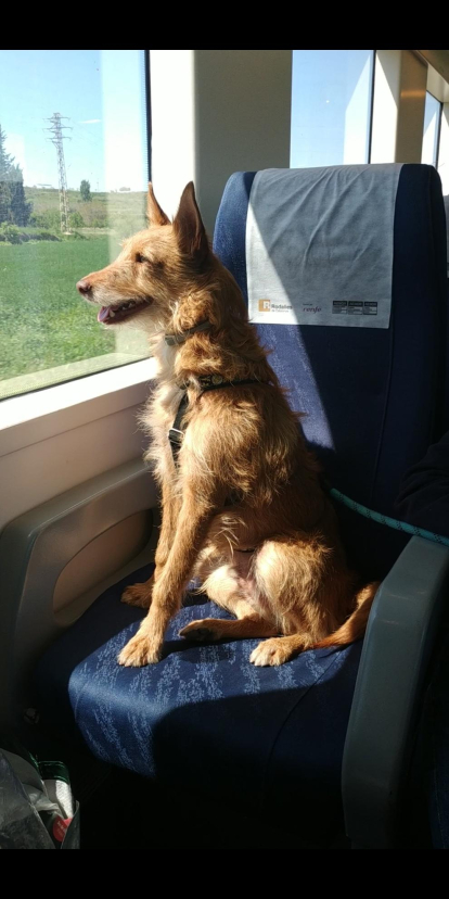 El meu amic Willy de viatge en tren cap a Lleida.