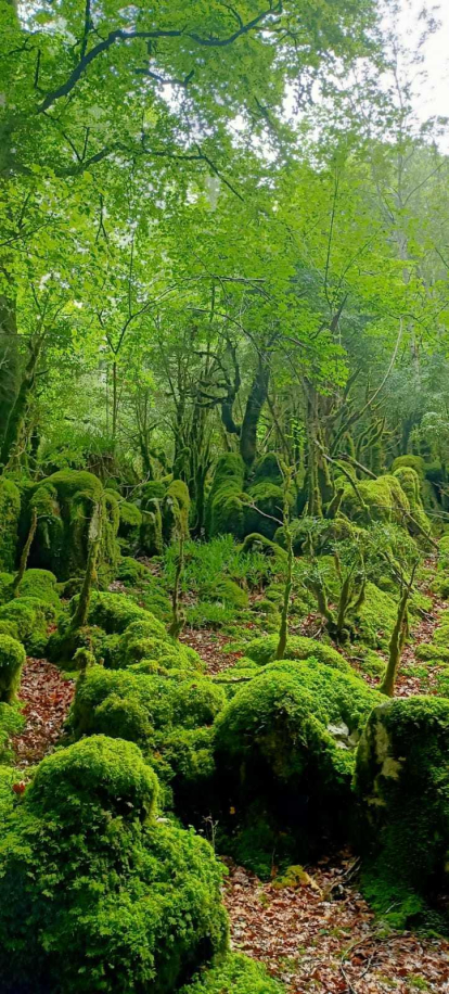 Vacances a la Selva de Irati, Navarra, el bosc màgic del Pirineu