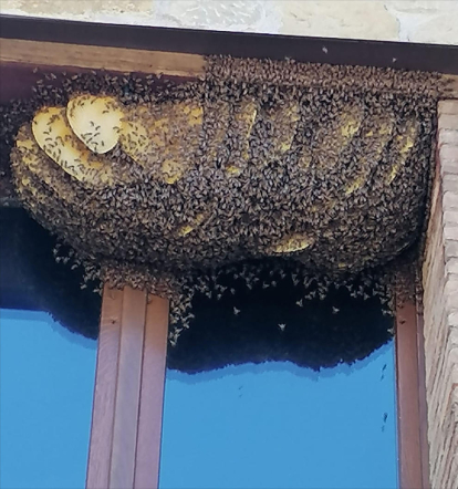 Rusc d'abelles a la finestra de la cabanya, a Grizzana Morandi (Bolonya-Itàlia)
