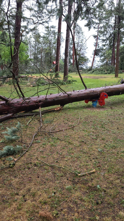Un arbre caigut al parc del Pinell de Tremp