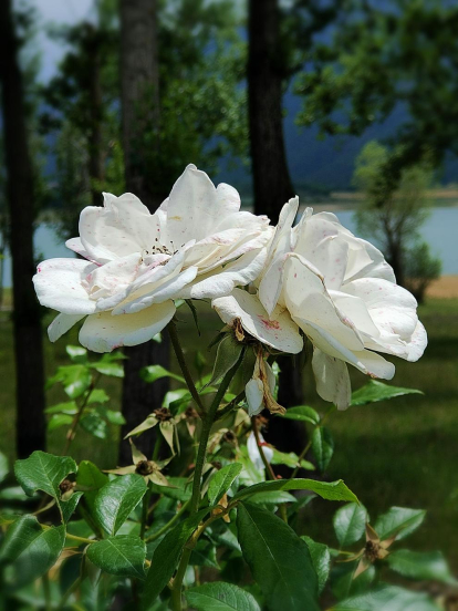 Un parell de precioses roses blanques.