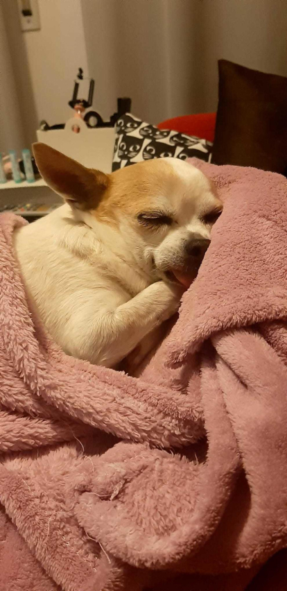 Us presento la Ketty, una Chihuahua de 14 anys molt dolceta i afectuosa, que m'acompanya des que tenia 2 mesets. És el meu amor.