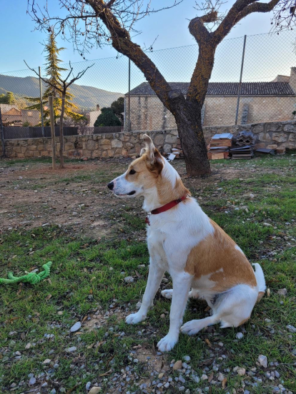 Aquesta és la Frida, una gossa adoptada amb tres mesos. Ella és afectuosa, inquieta i a vegades té ganes d'anar a veure al veí.