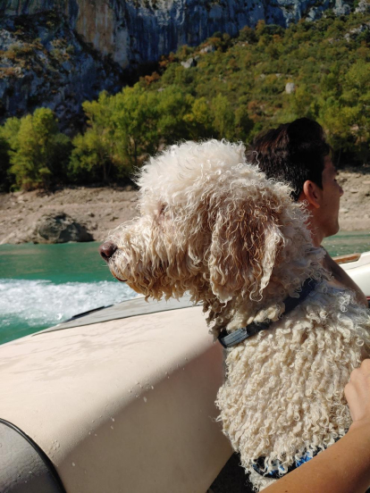 L'Otto és un gos d'aigua, i com veieu li agrada d'allò més una passejada en barca.