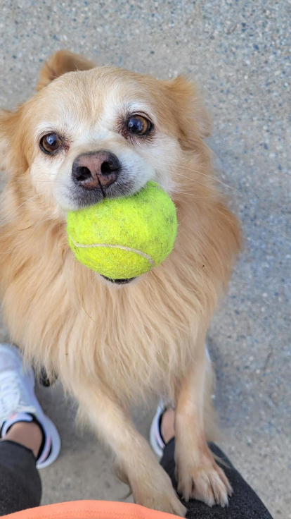 VOLS JUGAR AMB MI? Aquest és en Kiko, un gosset molt divertit, afectuós i que sempre està preparat per jugar amb la seva pilota.