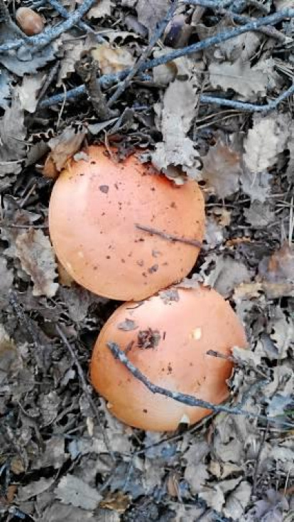 Envia'ns fotos de les teves excursions al bosc i demostra'ns que ets un gran boletaire
