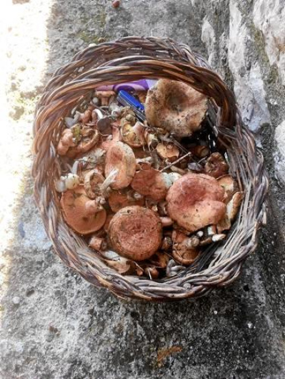 Envia'ns fotos de les teves excursions al bosc i demostra'ns que ets un gran boletaire