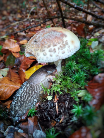 Rovellons, ceps, fredolics,...envia'ns fotos de la teva sortida al bosc.