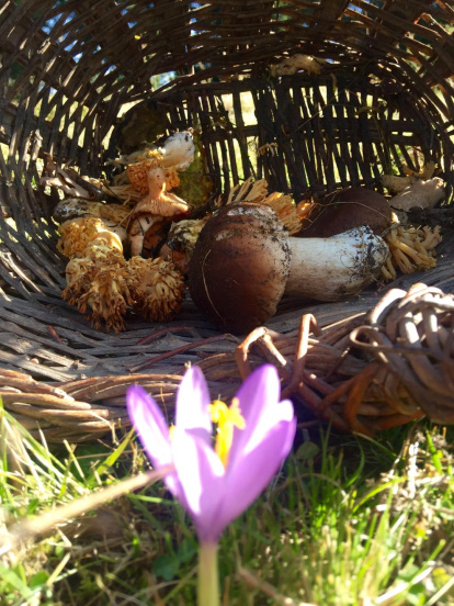 Rovellons, ceps, fredolics,...envia'ns fotos de la teva sortida al bosc.
