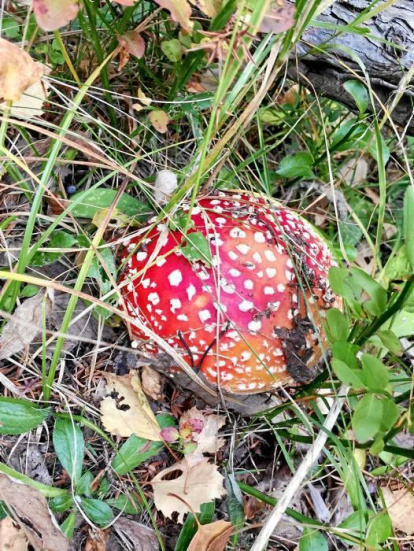 Rovellons, ceps, fredolics,...envia'ns fotos de la teva sortida al bosc.