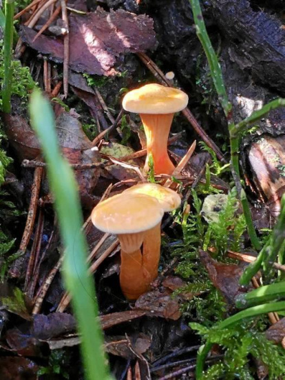 Rovellons, ceps, fredolics,...envia'ns fotos de la teva sortida al bosc.