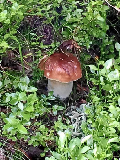 Rovellons, ceps, fredolics,...envia'ns fotos de la teva sortida al bosc.