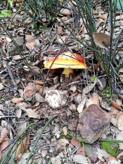 Rovellons, ceps, fredolics,...envia'ns fotos de la teva sortida al bosc.