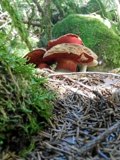 Rovellons, ceps, fredolics,...envia'ns fotos de la teva sortida al bosc.