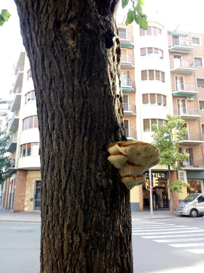 Rovellons, ceps, fredolics,...envia'ns fotos de la teva sortida al bosc.