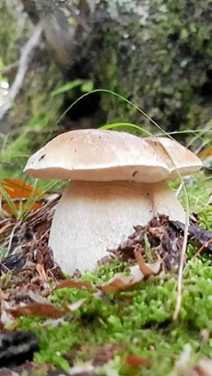 Rovellons, ceps, fredolics,...envia'ns fotos de la teva sortida al bosc.