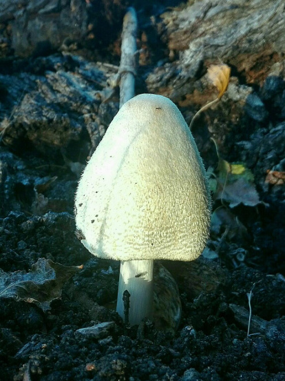 Rovellons, ceps, fredolics,...envia'ns fotos de la teva sortida al bosc.