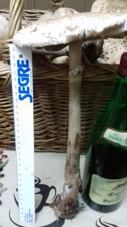 Rovellons, ceps, fredolics,...envia'ns fotos de la teva sortida al bosc.