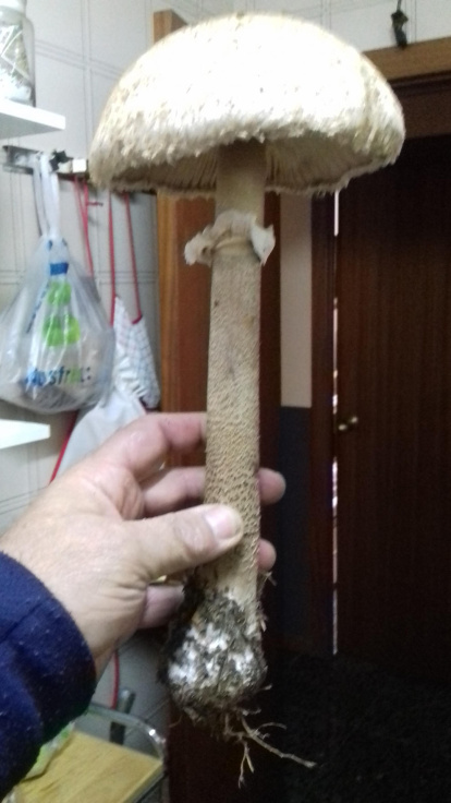 Rovellons, ceps, fredolics,...envia'ns fotos de la teva sortida al bosc.