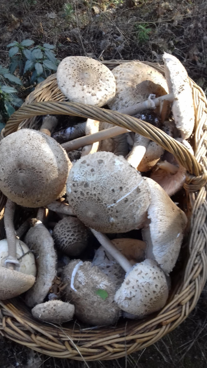 Rovellons, ceps, fredolics,...envia'ns fotos de la teva sortida al bosc.