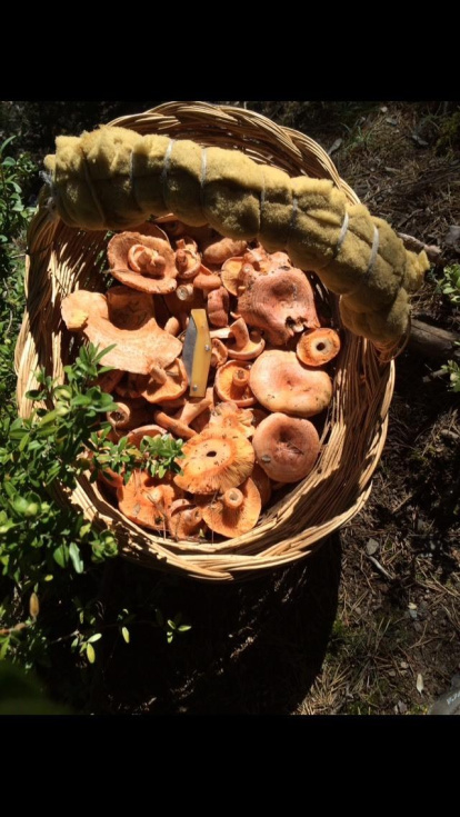Rovellons, ceps, fredolics,...envia'ns fotos de la teva sortida al bosc.