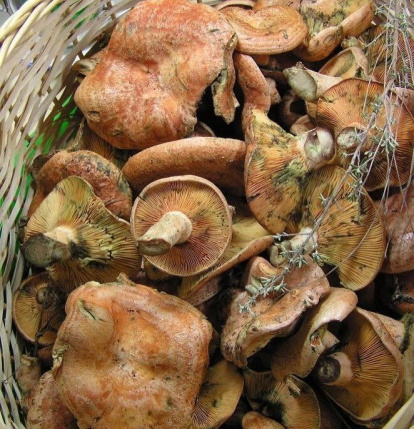 Rovellons, ceps, fredolics,...envia'ns fotos de la teva sortida al bosc.