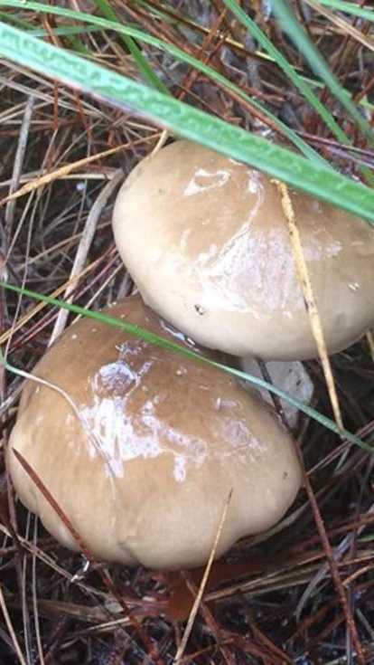 Rovellons, ceps, fredolics,...envia'ns fotos de la teva sortida al bosc.