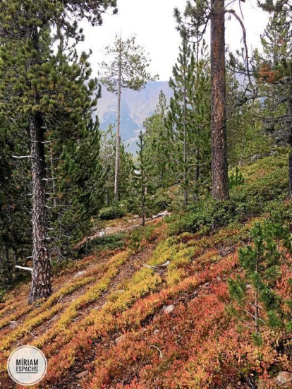 Les fulles cauen, arriba la boira i comença a fer fred.